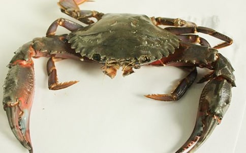 螃蟹观察日记(12篇)